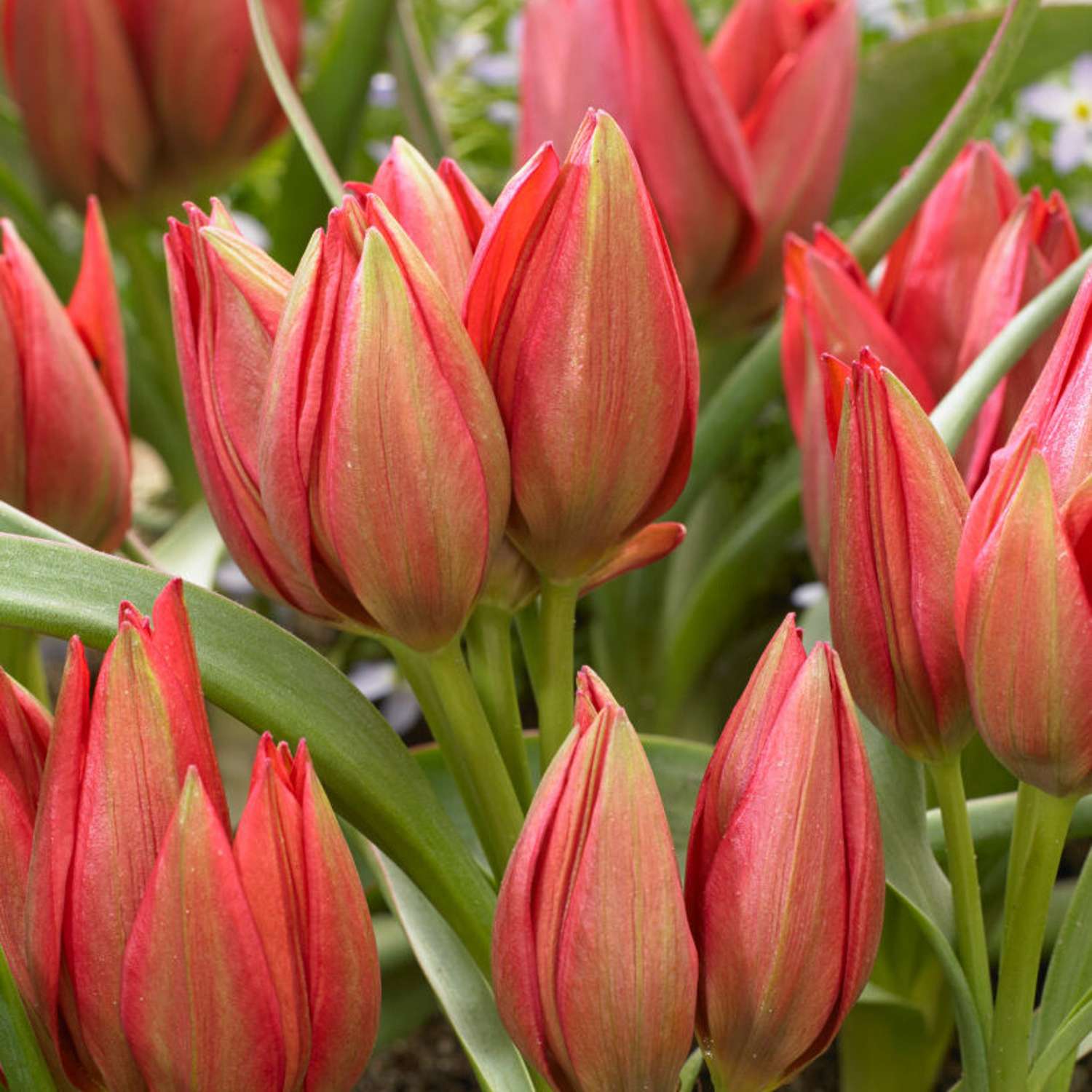 Tulpe 'Fenna'